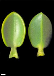 Veronica masoniae. Leaf surfaces, adaxial (left) and abaxial (right). Scale = 1 mm.
 Image: W.M. Malcolm © Te Papa CC-BY-NC 3.0 NZ